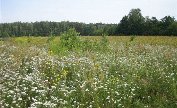 działka na sprzedaż - Ozorków (gw), Skotniki