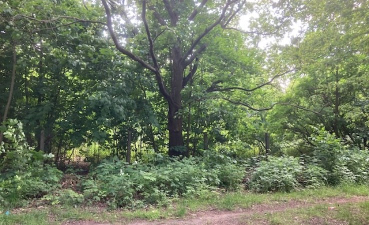 działka na sprzedaż - Aleksandrów Łódzki, Sportowa