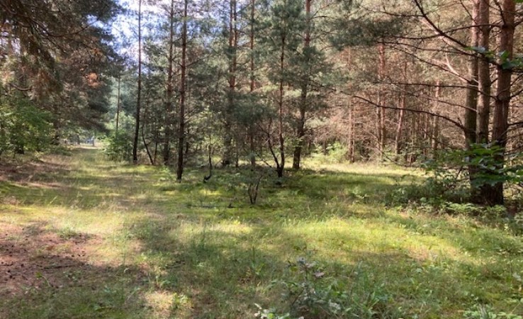 działka na sprzedaż - Aleksandrów Łódzki (gw), Słowak